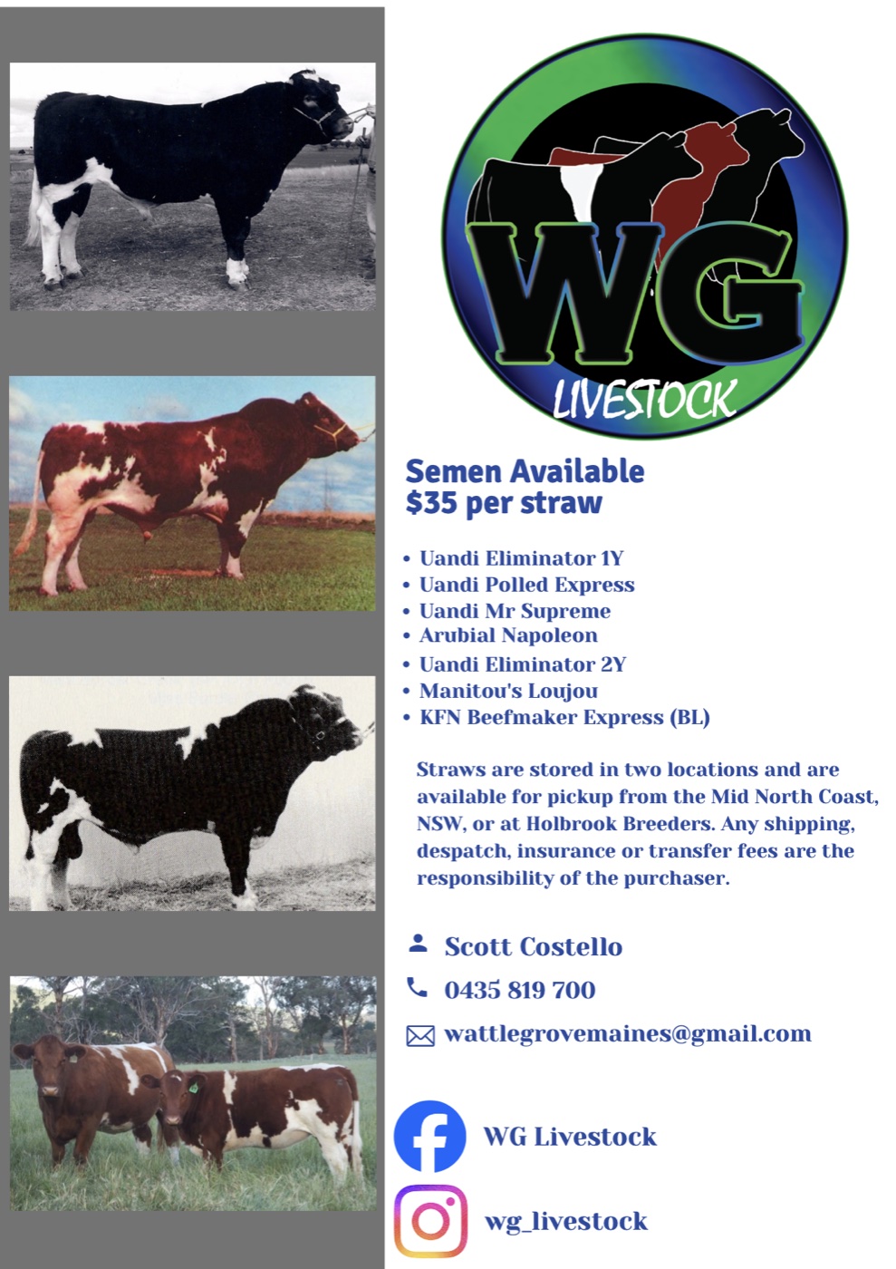 WG Livestock - Semen available, $35 per straw. Contact Scott Costello 0435 819 700